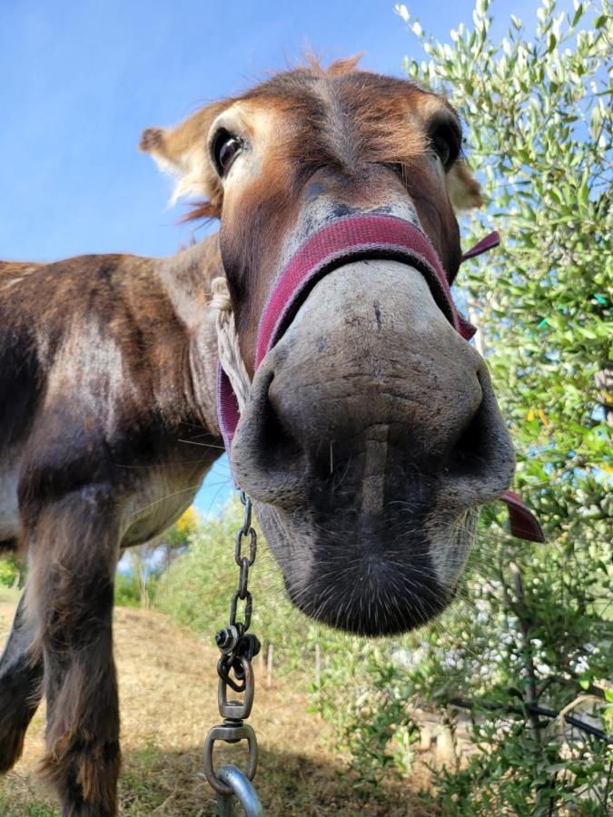 Agriturismo Le Faeta Arpino Екстериор снимка